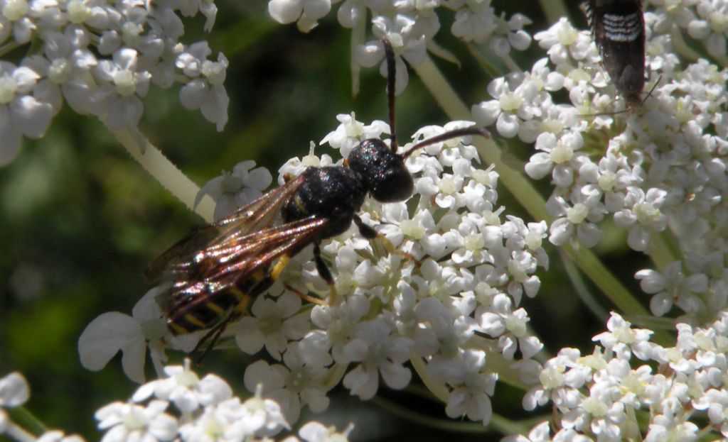 Quale Cerceris? cfr. quadricincta, maschio, Crabronidae